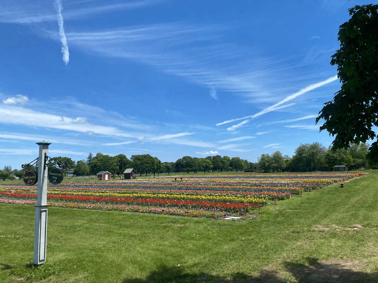 Hidden Blooms Flower Farm Field